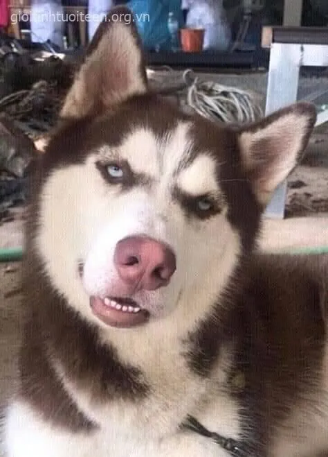 Avatar Husky ngơ ngác khiến ai nhìn cũng phì cười.