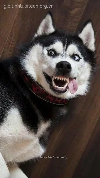Meme Husky troll lầy lội, biểu cảm bá đạo.