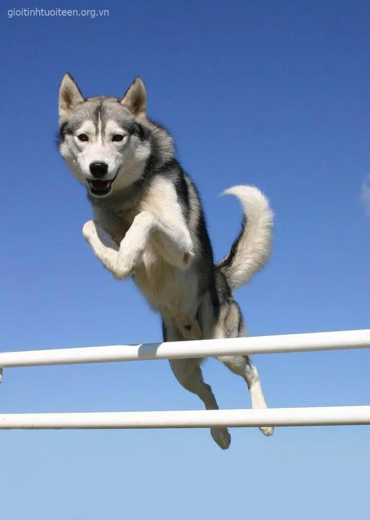 Meme Husky troll hài hước với ánh mắt tinh nghịch.