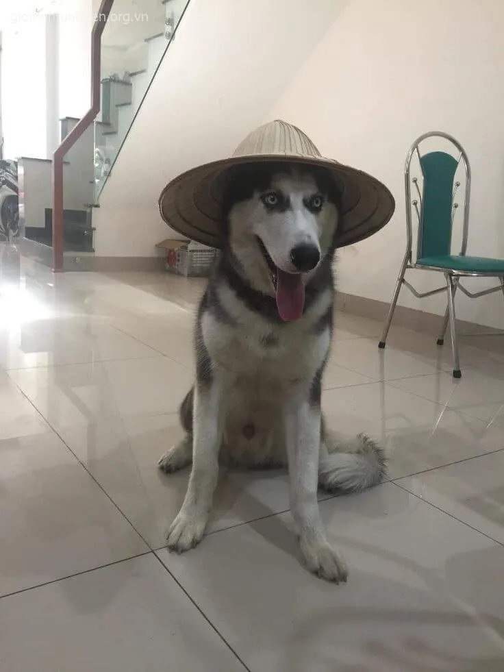 Avatar Husky troll bá đạo, khiến cuộc chat thêm vui.