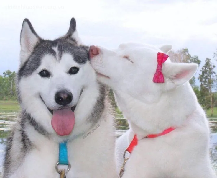 Avatar chó Husky ngốc nghếch, hợp để troll bạn bè.