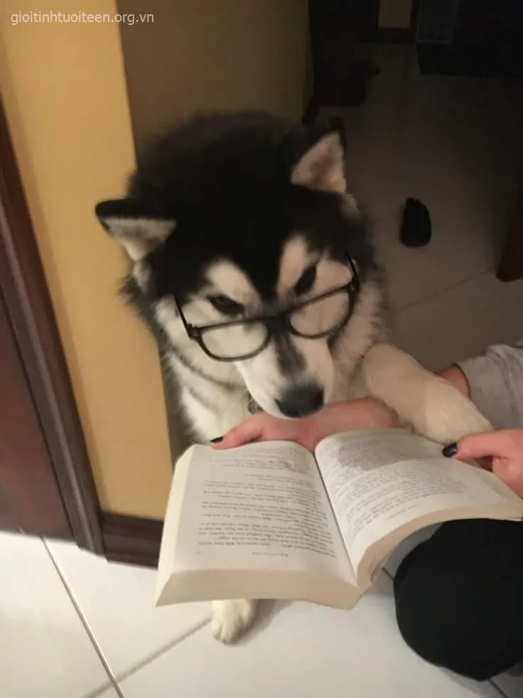 Avatar Husky troll dễ thương, nhìn là muốn lưu ngay.