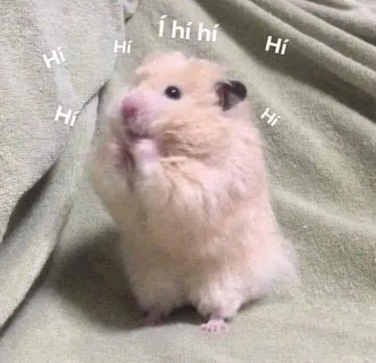 Bộ ảnh meme chuột độc lạ cute Bộ ảnh meme chuột độc lạ cute