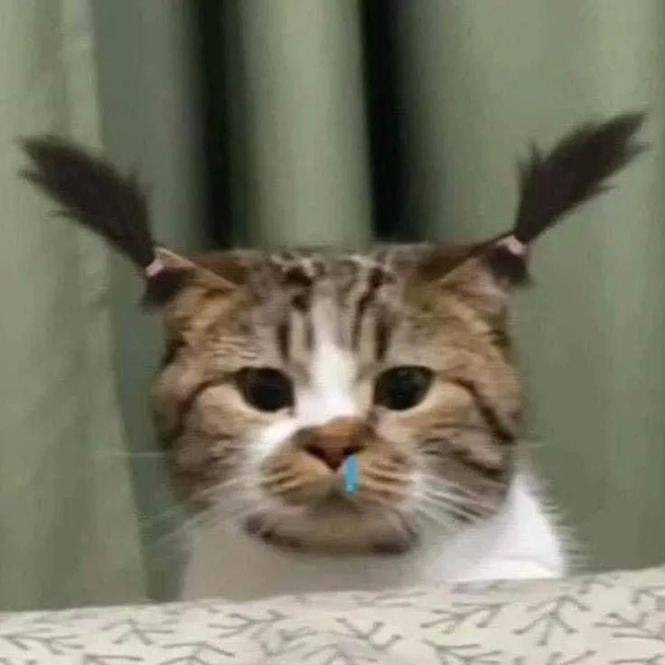 Hình profile chú mèo ngẩn ngơ đáng yêu