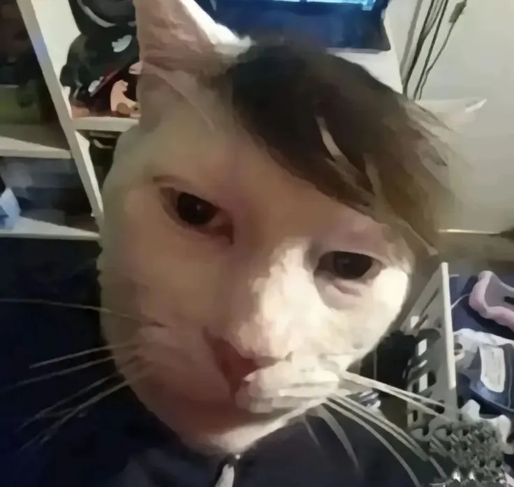 Ảnh đại diện mèo con vô hồn hài hước