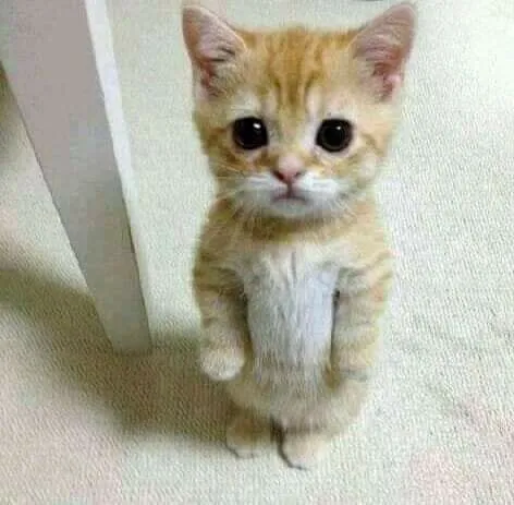 Avatar Facebook chú mèo hờ hững hài hước