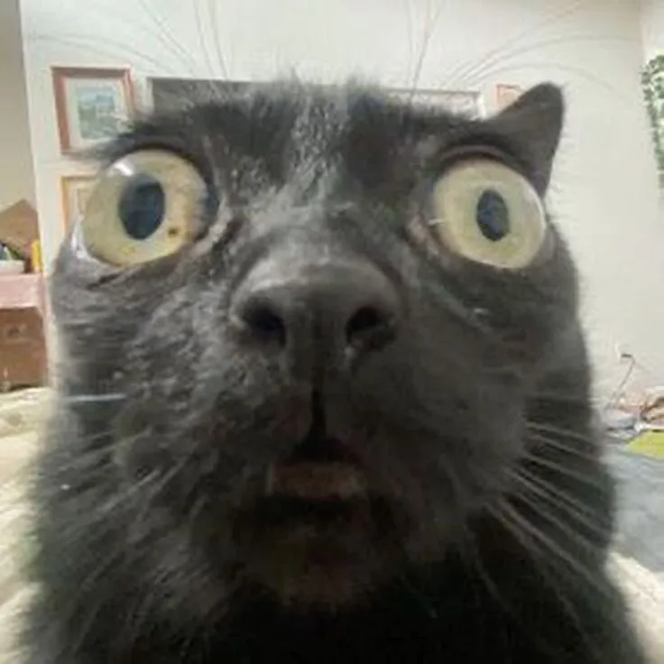 Avatar Zalo mèo ngẩn ngơ