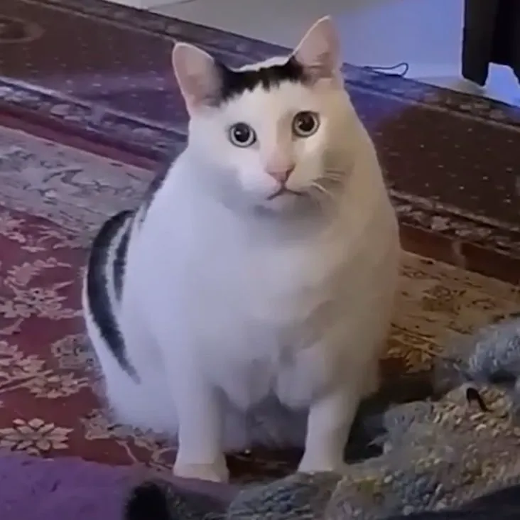 Avatar chú mèo ngớ ngẩn dễ thương