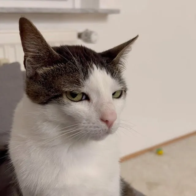 Avatar Telegram con mèo thất thần