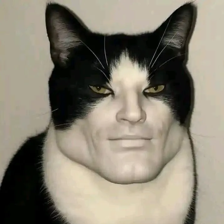 Ảnh đại diện con mèo vô nghĩa dễ thương