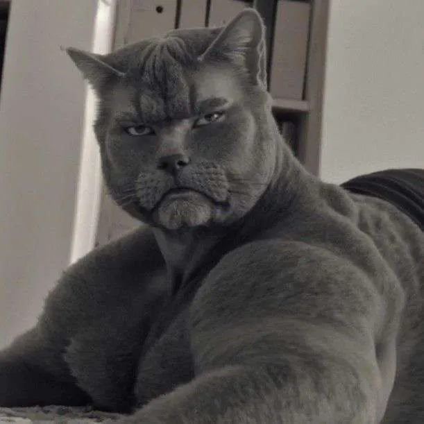 Hình vẽ con mèo vô hồn vui nhộn