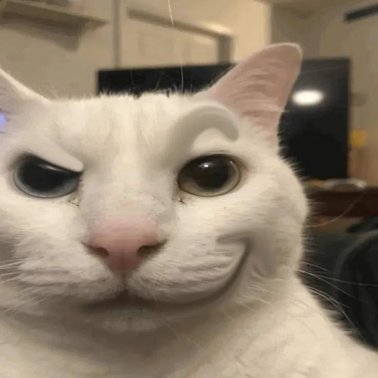 Ảnh đại diện chú mèo ngớ ngẩn đáng yêu