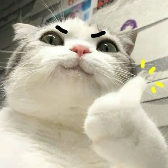 Icon mèo thất thần hài hước