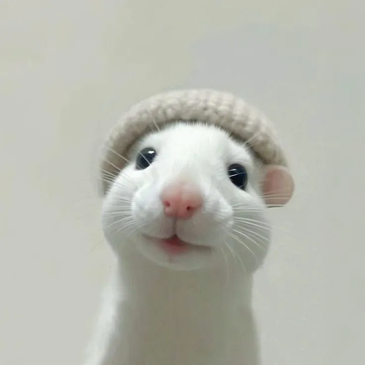 Hình vô hồn gợi sự hài hước Zalo