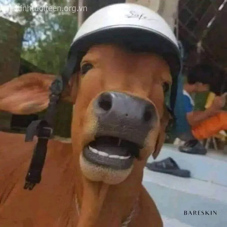 Biểu cảm sốc há hốc mồm buồn cười