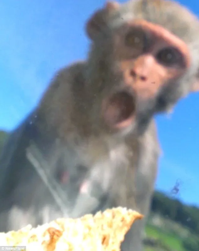 Hình chế bất ngờ ánh mắt tròn xoe troll