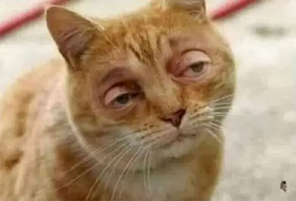 Vẻ mặt mèo buồn ngủ, ánh nhìn ngơ ngác cực ngộ nghĩnh.