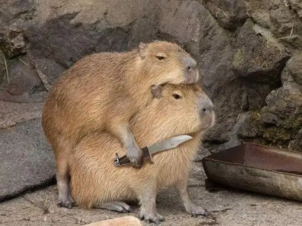 Meme Capybara cầm dao kề cổ lầy lội
