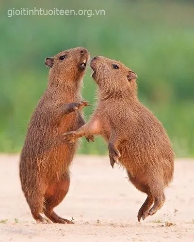 Hình ảnh capybara ánh nhìn điềm tĩnh.