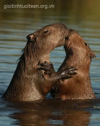 Avatar capybara ánh nhìn xa vắng.