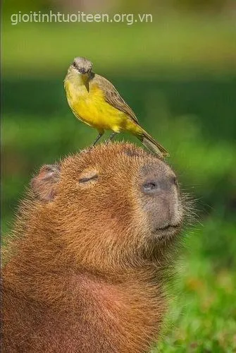 Meme capybara ánh mắt đờ đẫn.