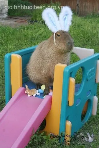 Ảnh chế capybara với vẻ mặt xa lạ.