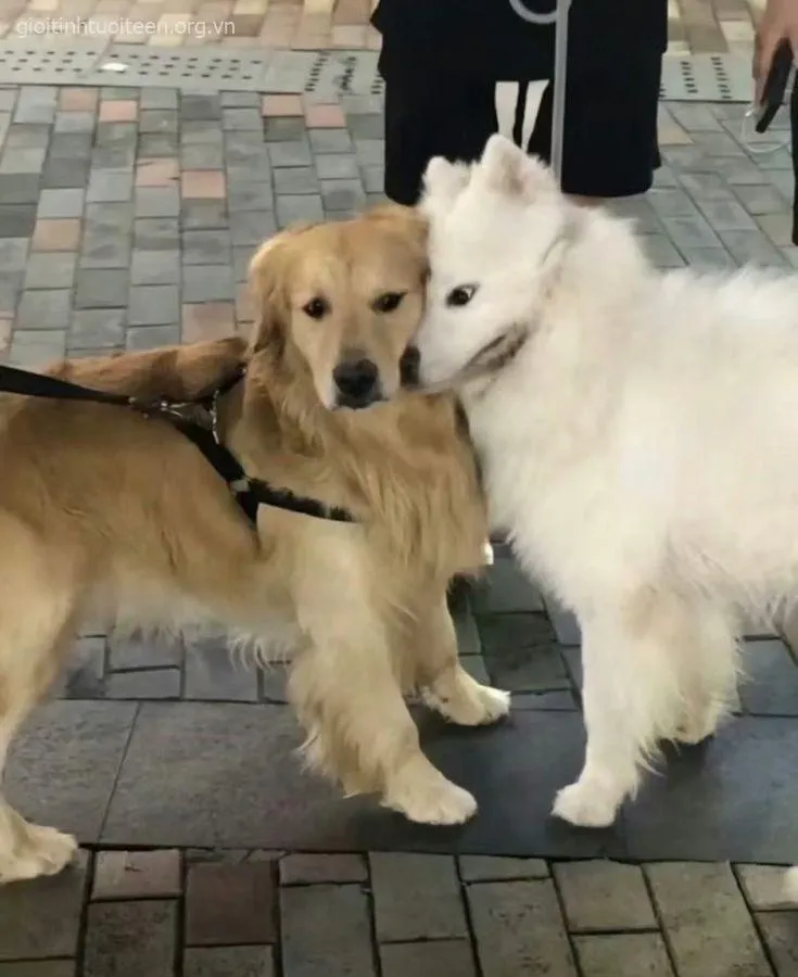 Meme chó con Samoyed dễ thương cười tít cả mắt.