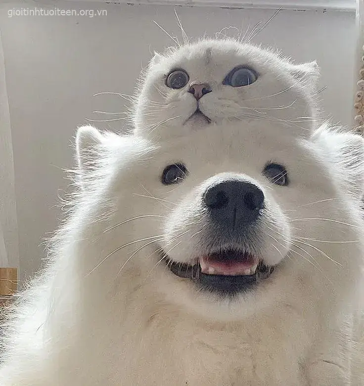 Meme chó con Poodle đáng yêu nằm gọn trong giỏ.