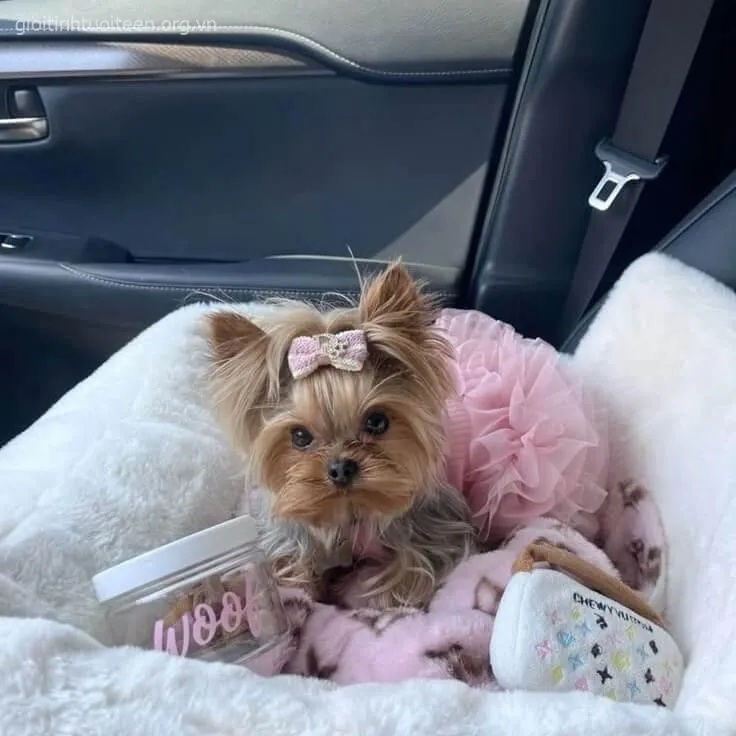 Ảnh chó con Chihuahua tinh ranh trốn trong hộp.