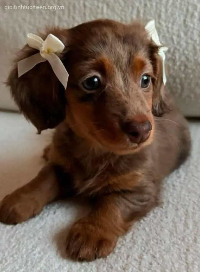 Hình chó con Pug tinh nghịch giả bộ giận dỗi.