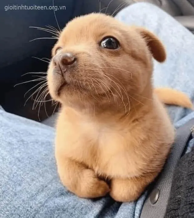 Ảnh chó con Shiba lanh lợi chơi đùa trên sân.