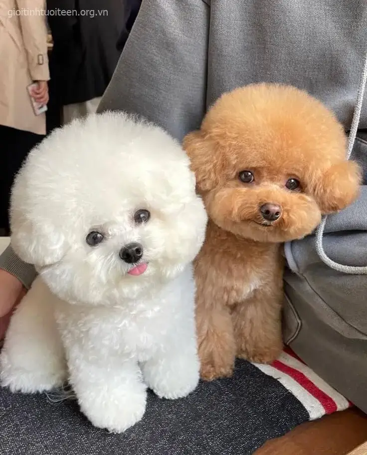 Meme chó Poodle con lanh lợi với đôi mắt sáng long lanh.