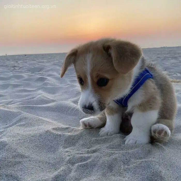 Meme chó con Corgi cute cùng đôi mông tròn xinh.