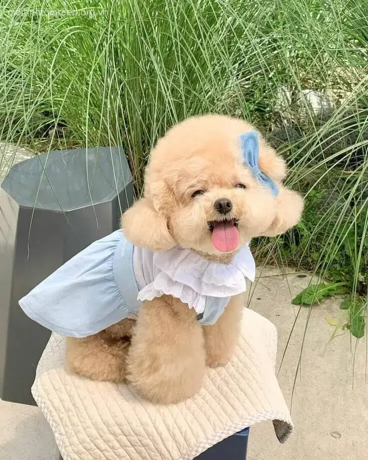 Ảnh meme chó con đáng yêu làm ai cũng muốn cưng nựng.