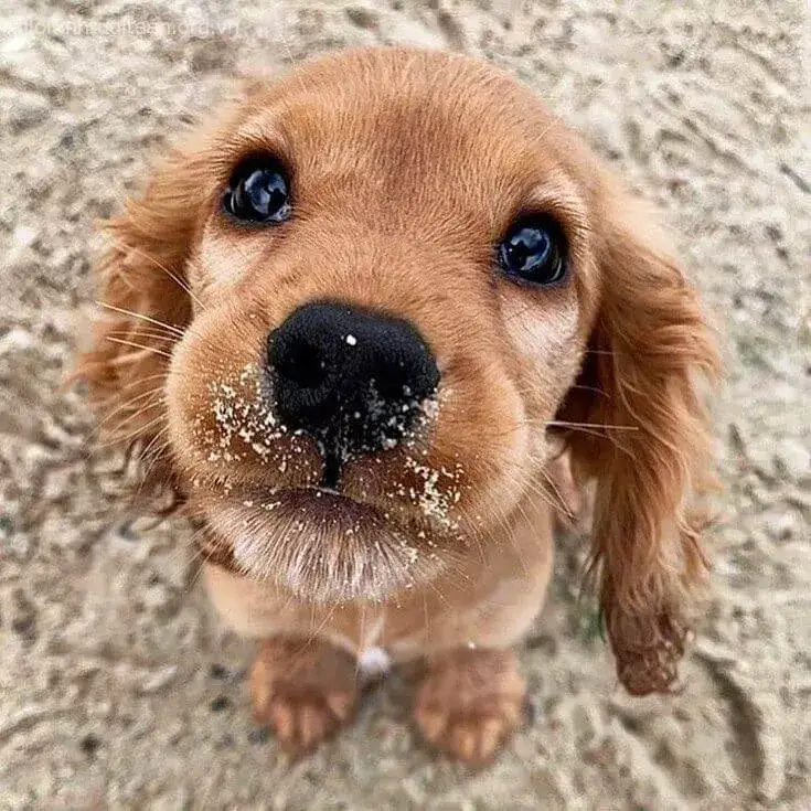 Ảnh cún con tinh nghịch nhảy nhót đầy năng lượng.