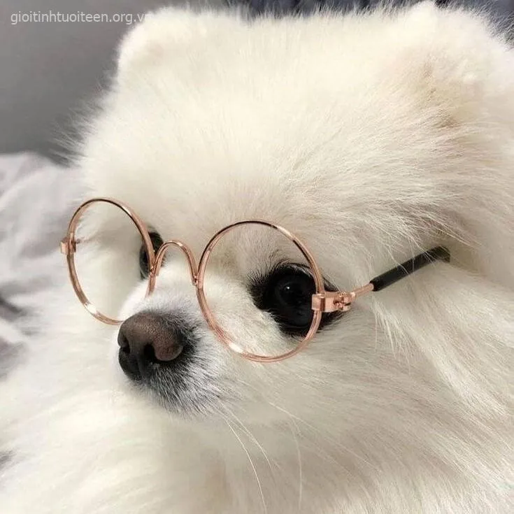 Meme chó con Poodle duyên dáng ngồi nghiêng đầu.