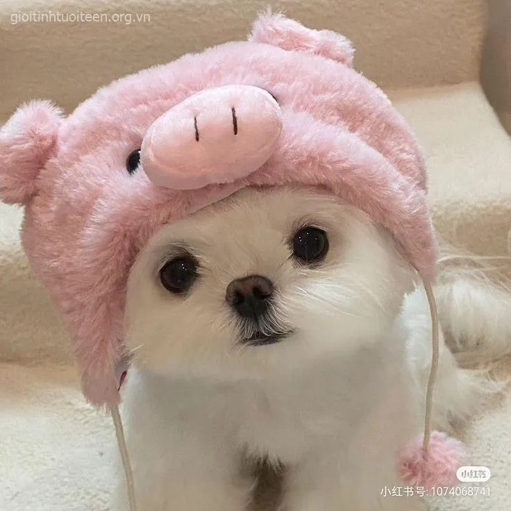 Meme chó con Samoyed hoạt bát chơi đùa với bóng.
