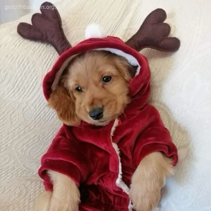 Hình chó con Husky ngốc nghếch gặm dép cực hài.