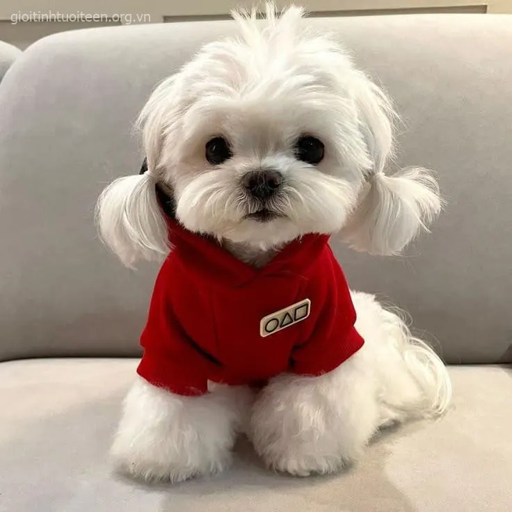 Ảnh chó con Chihuahua hiếu động chạy nhảy cả ngày.