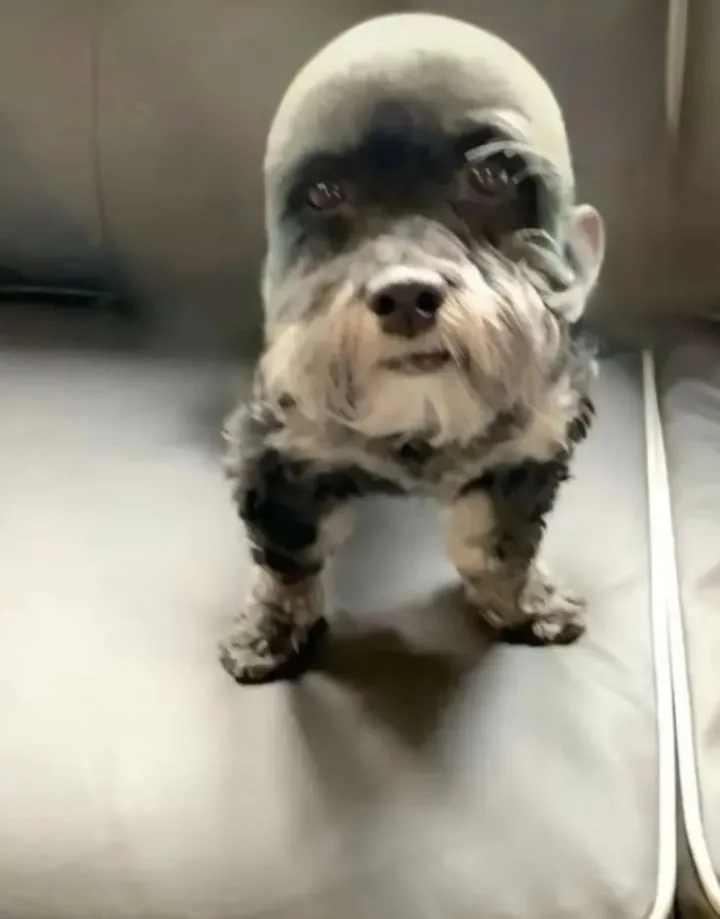 Meme chó vui nhộn, ánh mắt bựa siêu tinh nghịch.