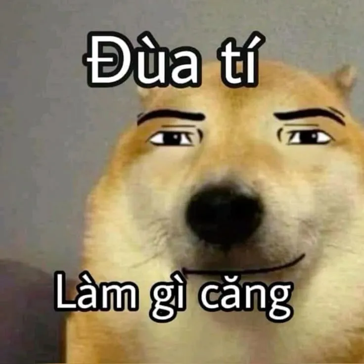 Chó bựa hài hước, dáng ngồi troll cực vui nhộn.