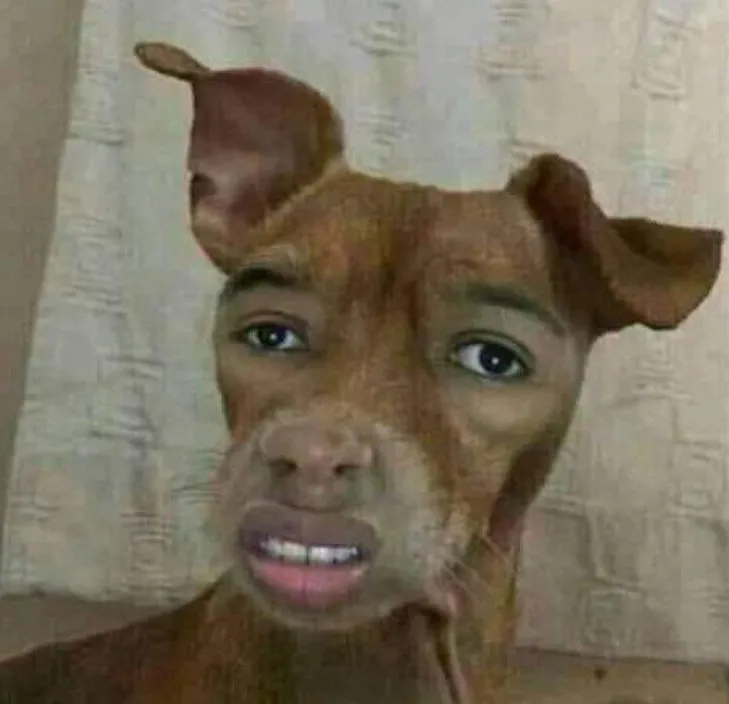 Chú chó vui nhộn, ánh mắt nhây bựa cực duyên.