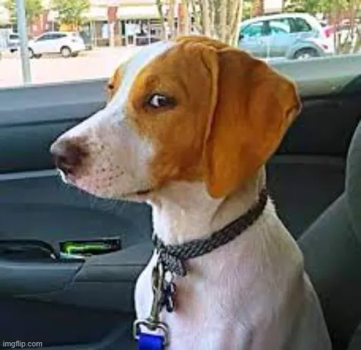 Chó liếc mắt giận dữ, vừa hầm hầm vừa buồn cười