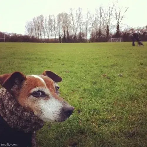 Meme chó săn lườm lạnh, biểu cảm như xem thường tất cả