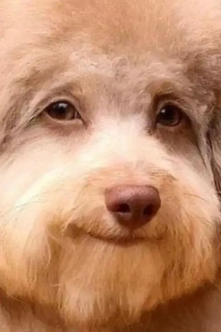 Chó lườm khó chịu, biểu cảm đầy tức giận mà hài