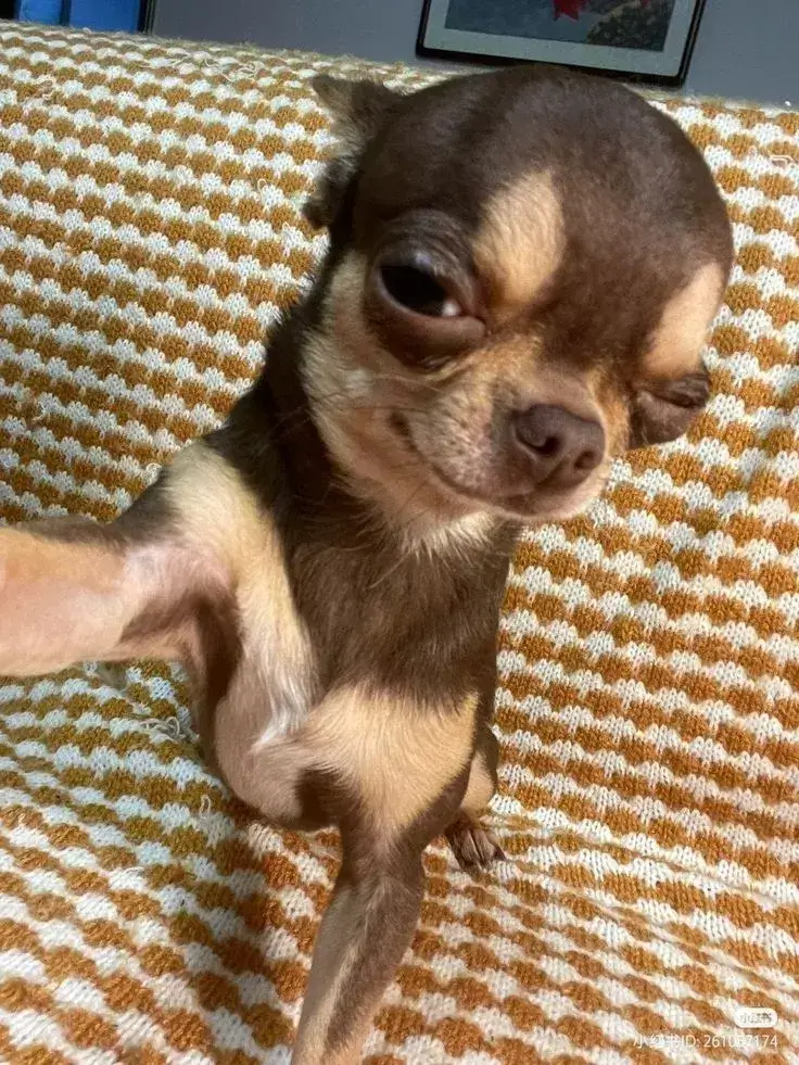 Chó Chihuahua lườm sắc bén, ánh mắt đầy mỉa mai buồn cười