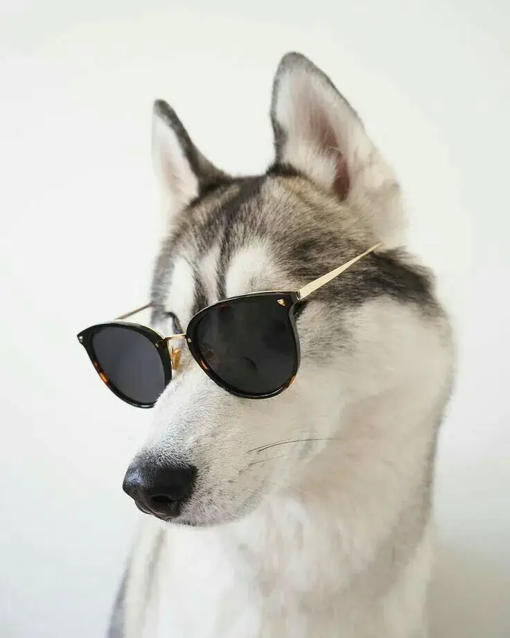 Meme chó lườm chua cay, ánh nhìn đầy sự chế giễu