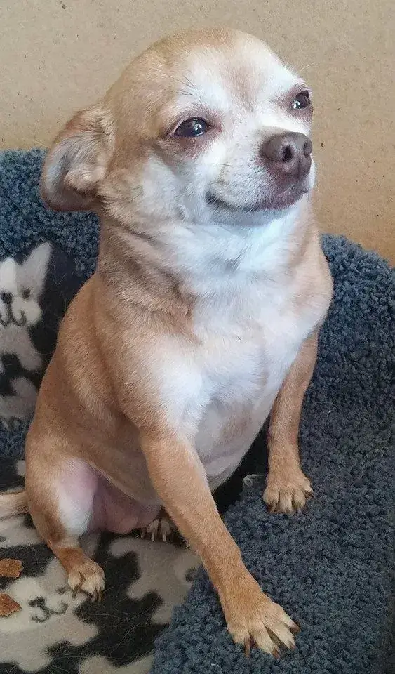 Meme chó Shiba liếc ngang, biểu cảm nghi ngờ khó đỡ nổi