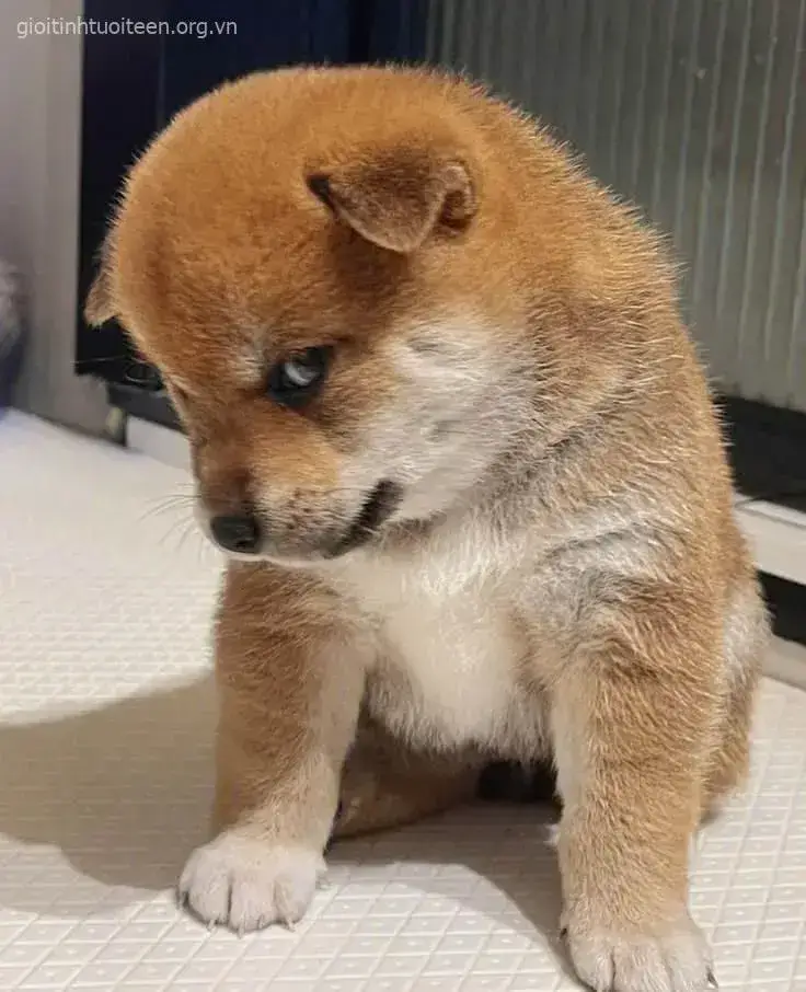 Ánh mắt Shiba lườm dữ, như thể khinh thường cả thế giới