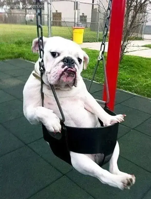 Meme chó mặt xệ liếc sắc lẹm, trông vừa mỉa mai vừa lầy